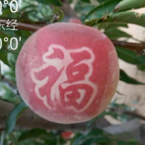 田野高科®️果树苗木