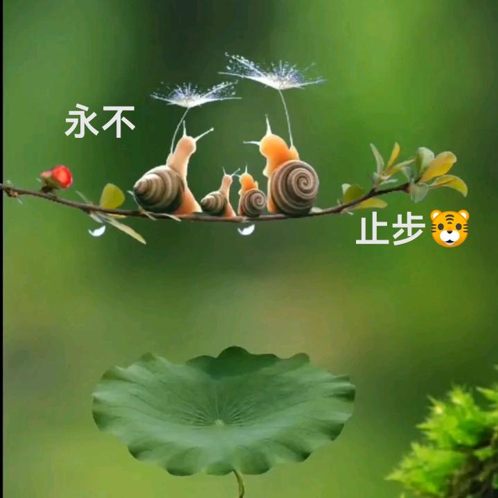 永不～止步～🐯