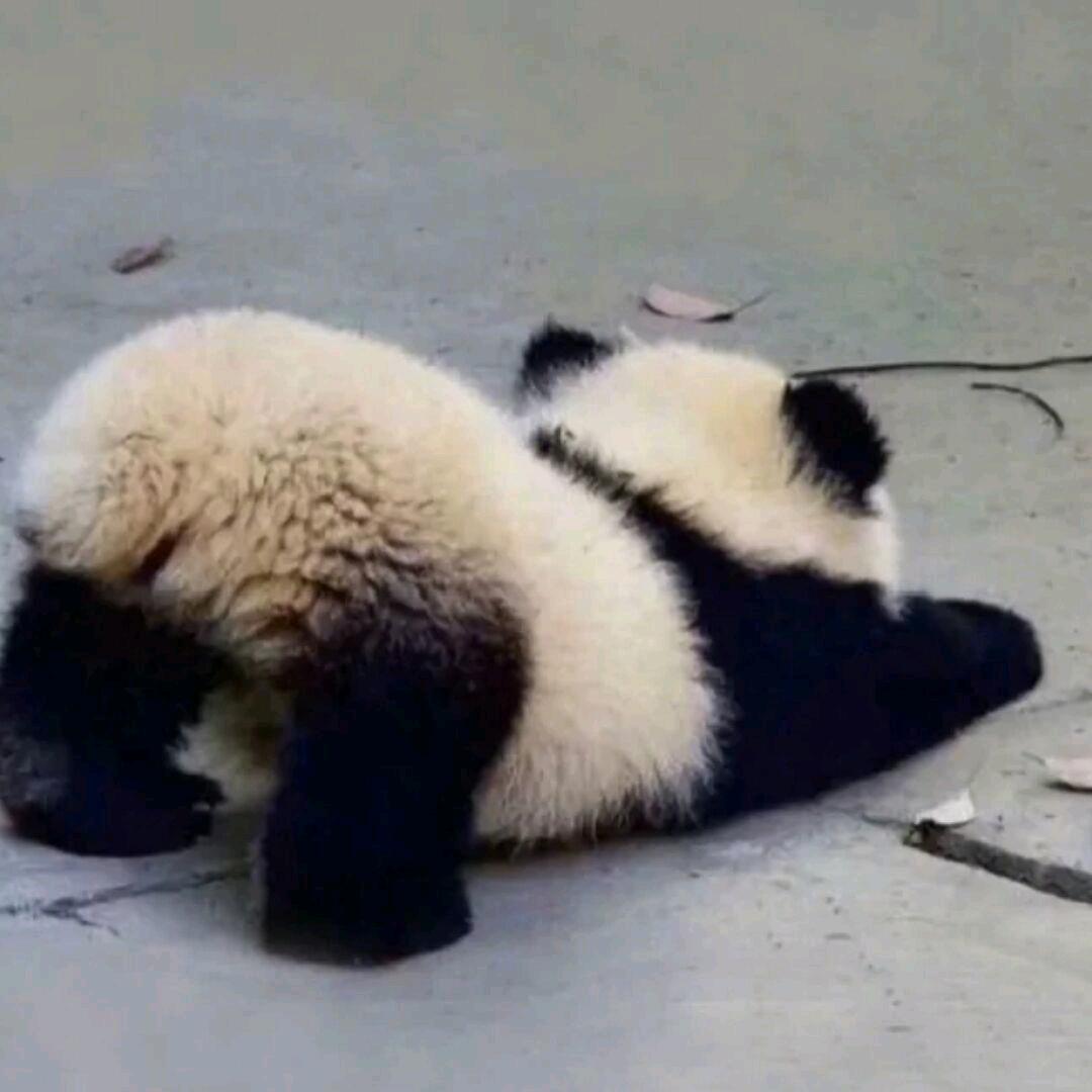 胖毛