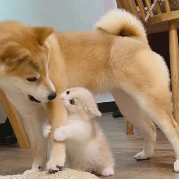 小猪佩奇大战皮卡丘