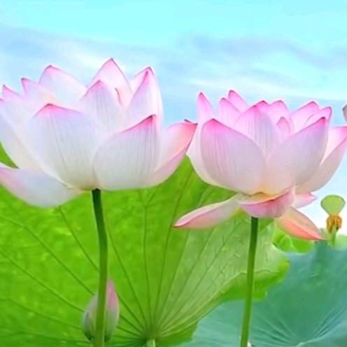 热情追梦者