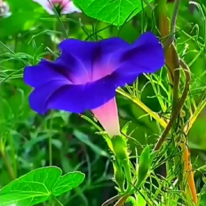 花语