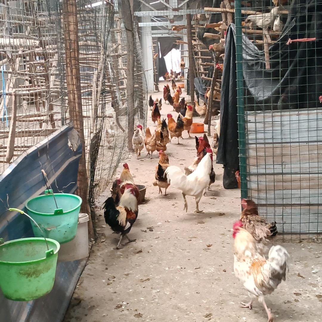 小刘柴鸡嵩山农场