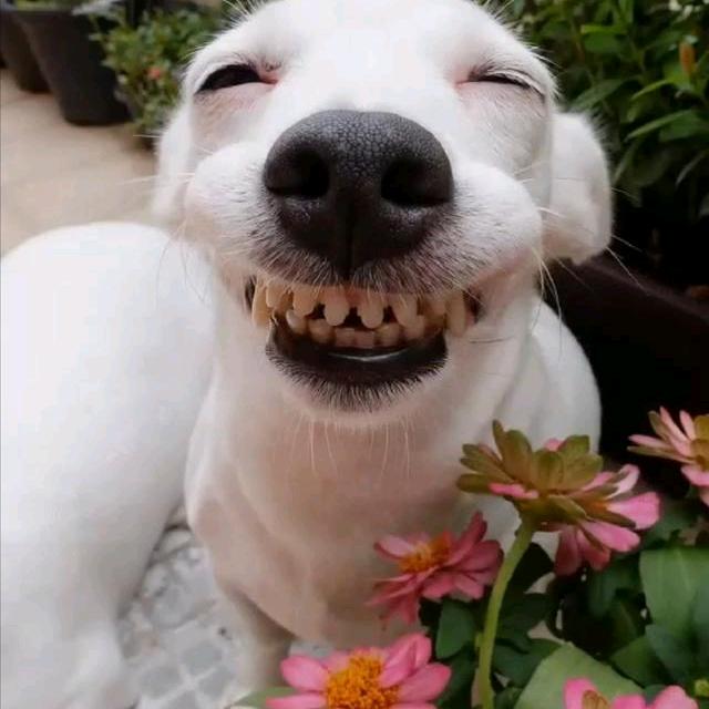 大大杨