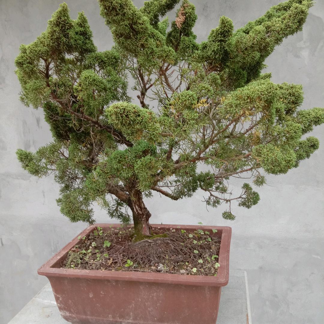 阿心
