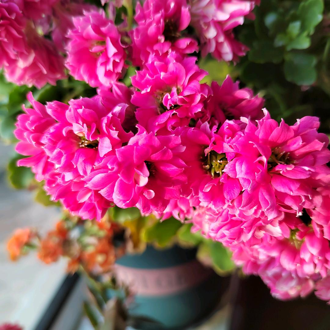 花好月圆☂