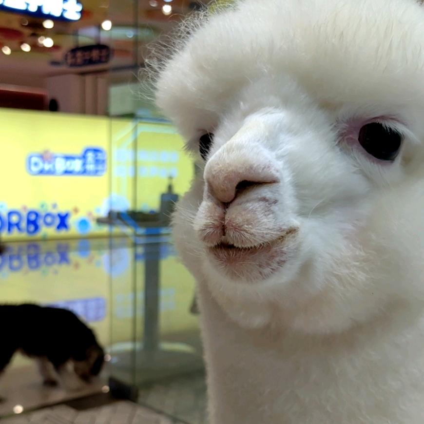 西月