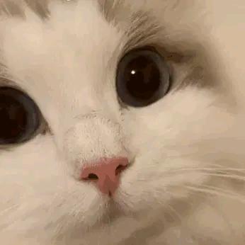 小狼Y头像