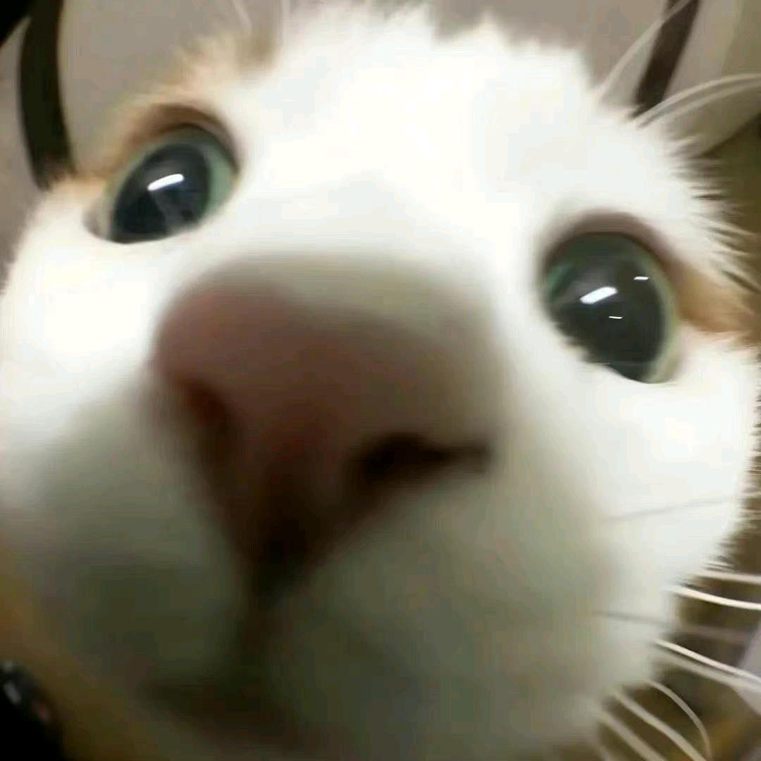 我爱吃洋芋