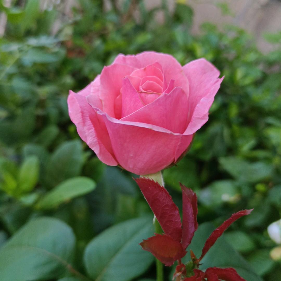 学海无涯苦作舟