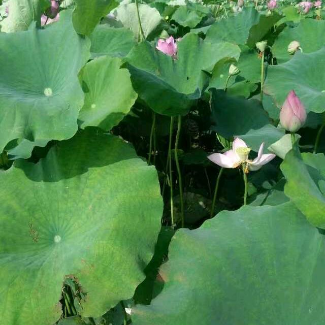 时光不语～静待花开