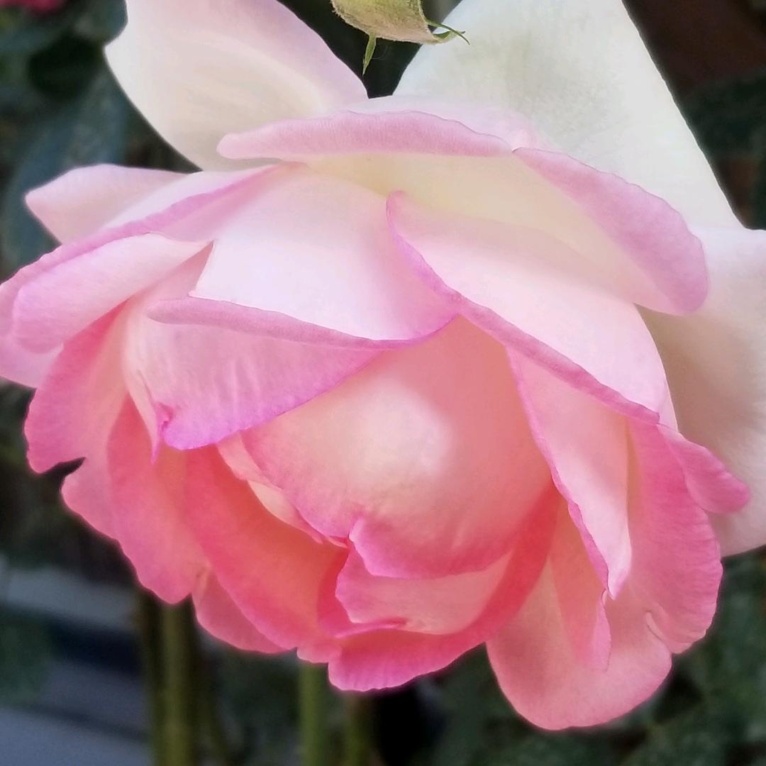 刘秀花