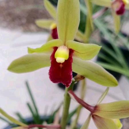 天道酬勤【小闫花卉】