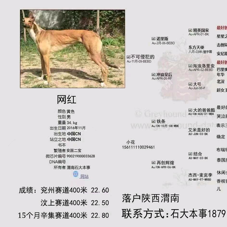 陕西渭南格力犬爱好者，石大本事