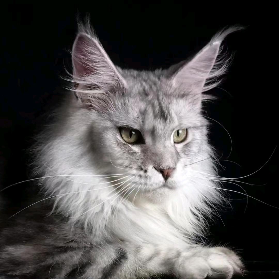 谷的猫宁领养馆(荔湾店)