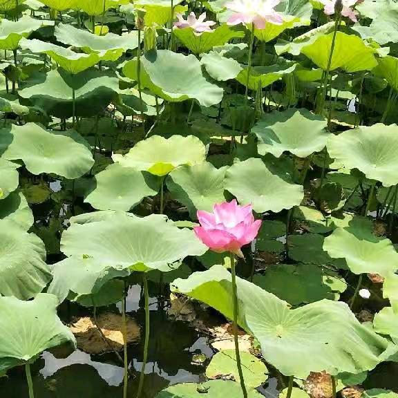 柠檬茶