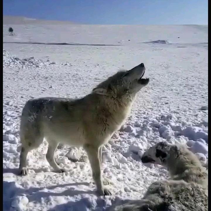 狼的孤独
