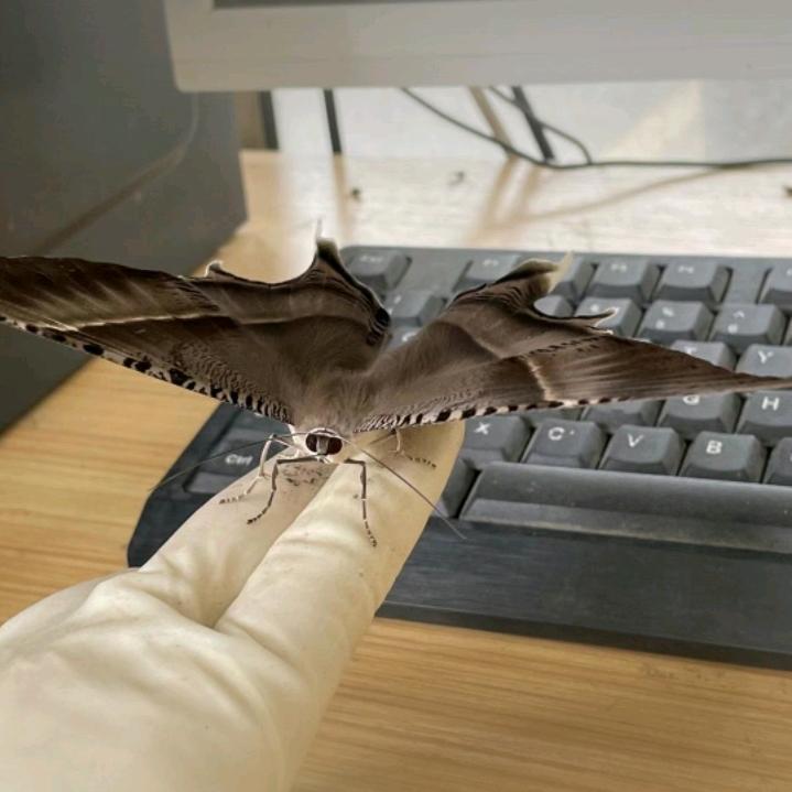 朴素的ღ₁₉₉.6小任℘࿐ᩚ