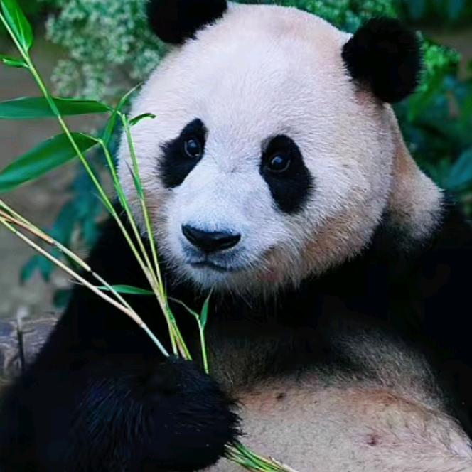兰花草