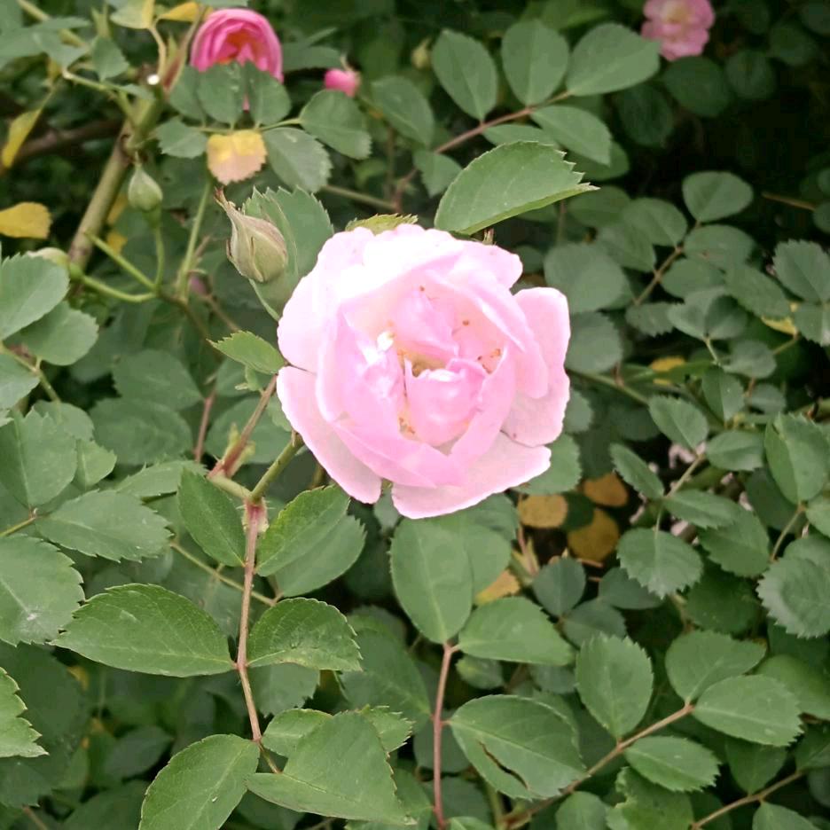 芬芬