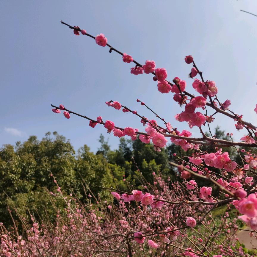 🌸吴中生友🌸