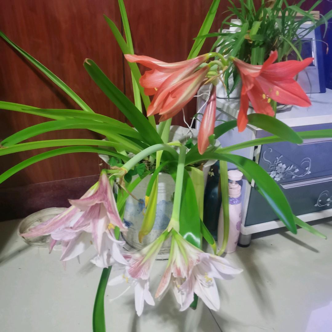 谱哥