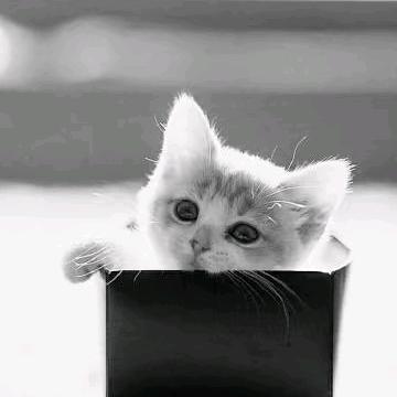 情感馆子💓💓