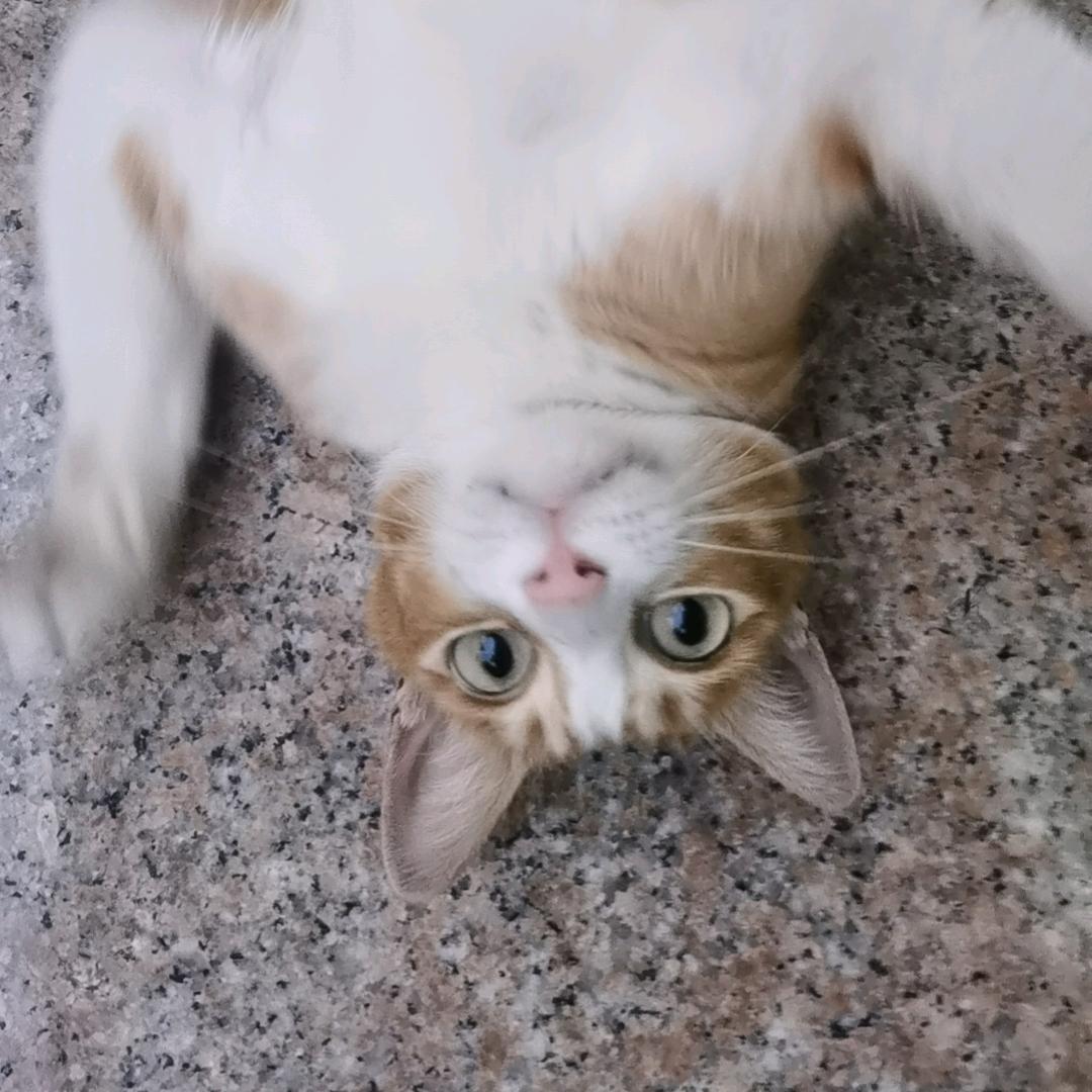 黑色小红帽
