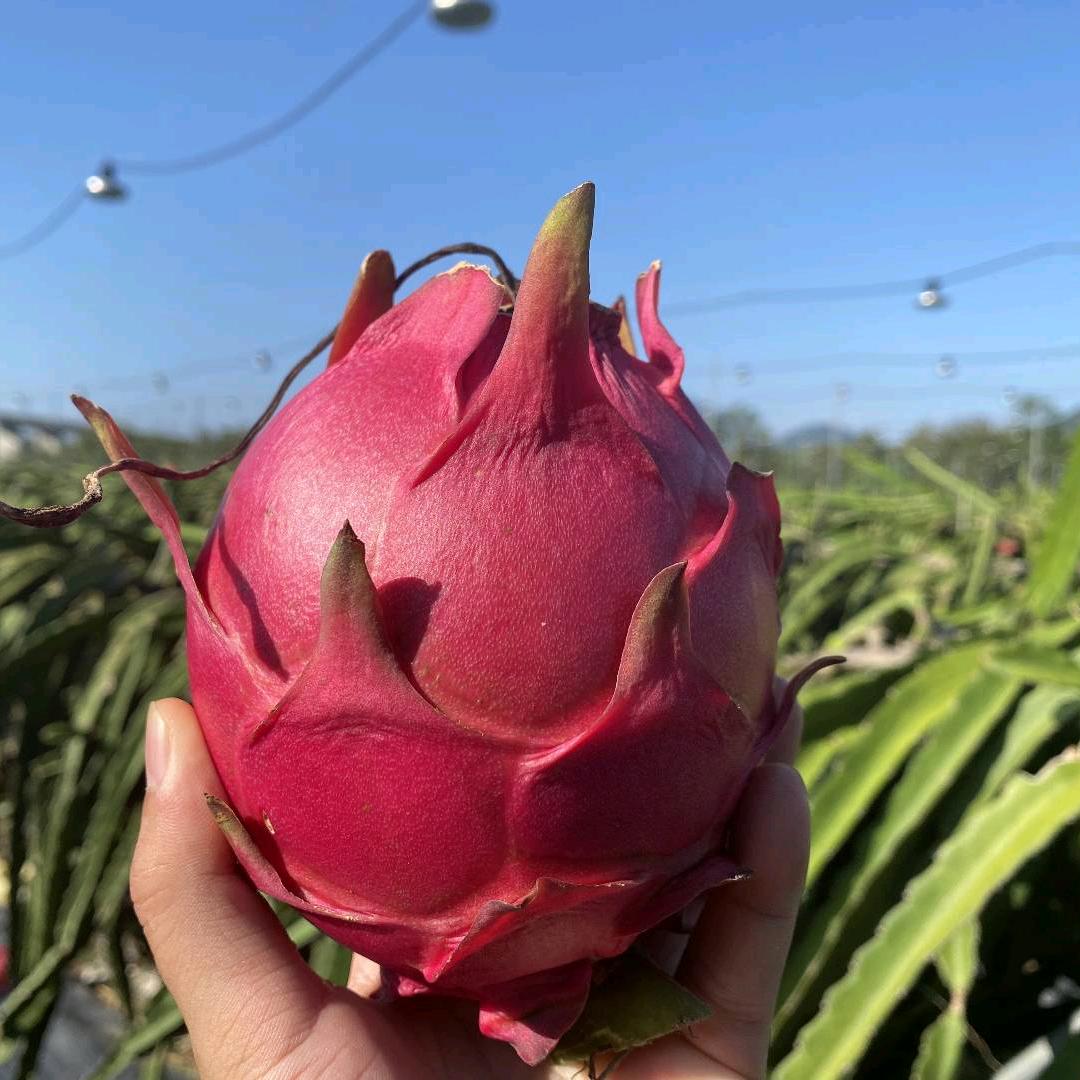 爱丸盘点菌