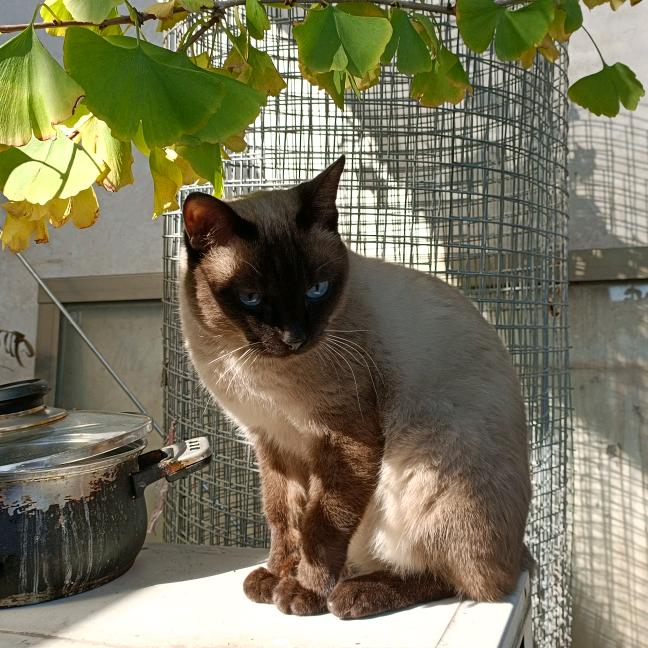 银杏树与猫（不会上色版）