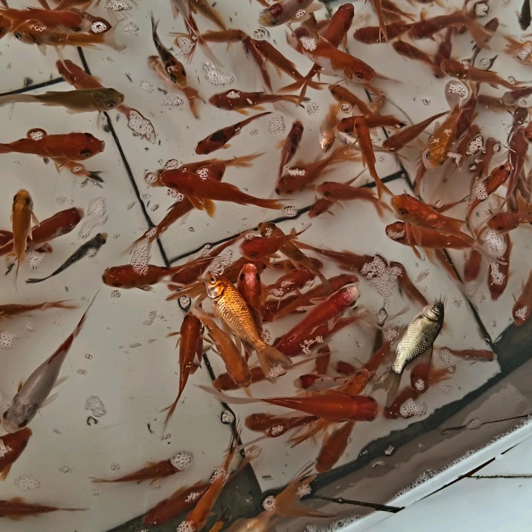 玟玟