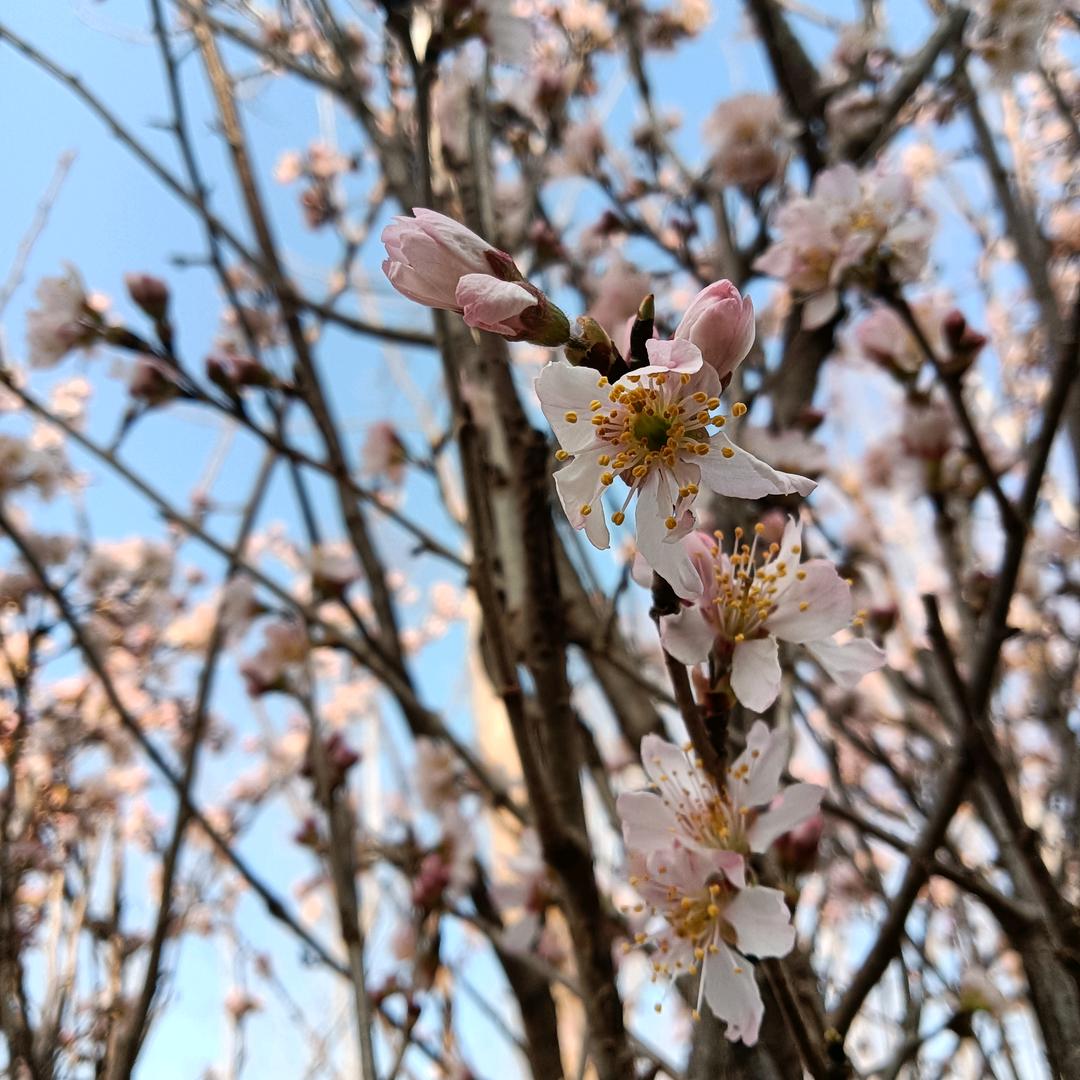 十里桃花🌸🌸🌸