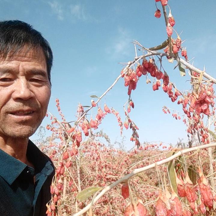 老刘枸杞