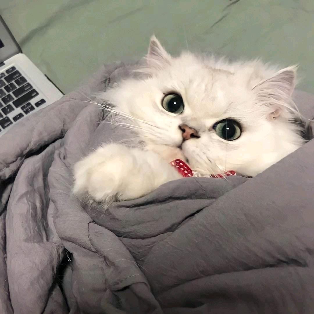 杨。