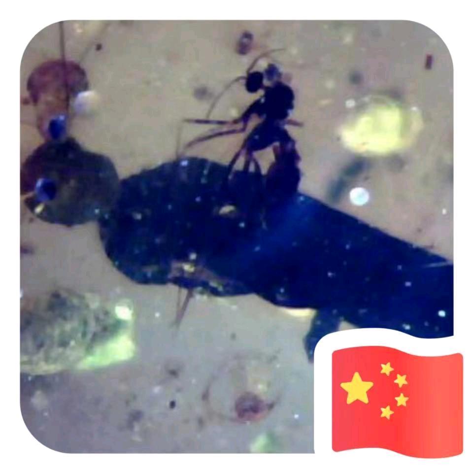 啸尘