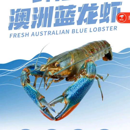 澳洲蓝龙虾