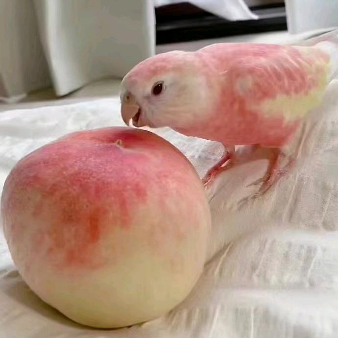 裹满芝士的火锅底料头像
