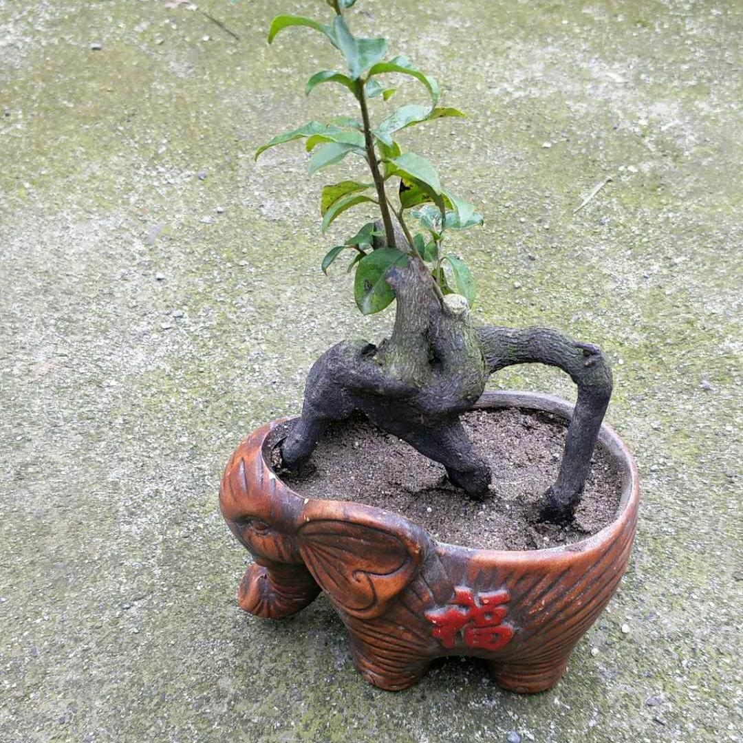 侯氏金弹子素材小品