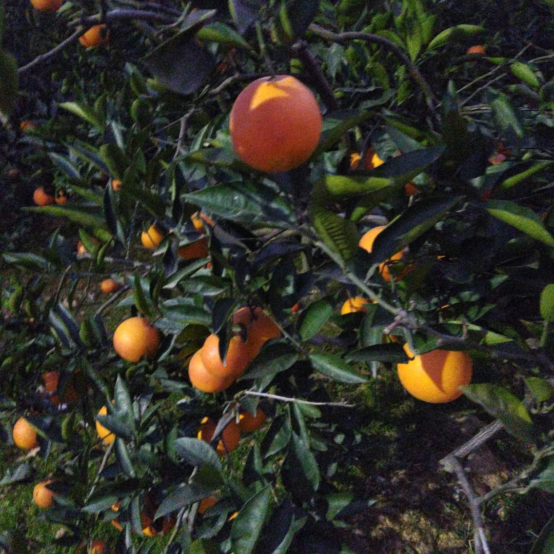 老太太