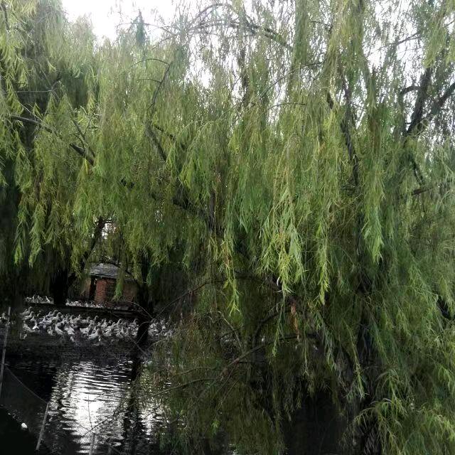 仙游杨柳
