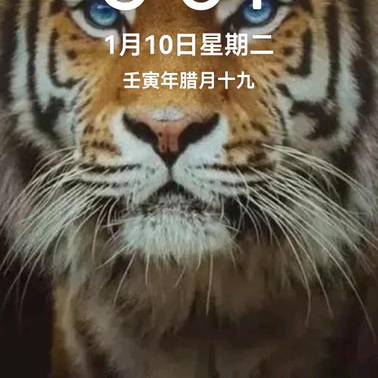 冻青树2267294816