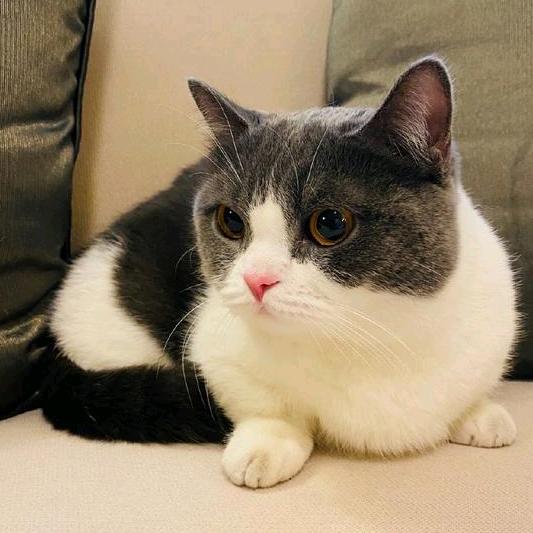 今天你吃了嘛(不吃肉粽版)