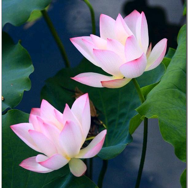 照见智慧💕🙏