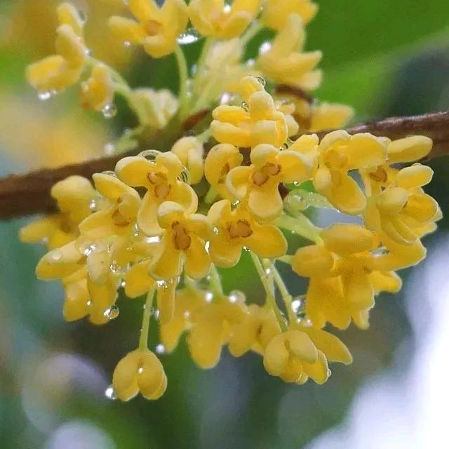 溪溪(♡˙︶˙♡)