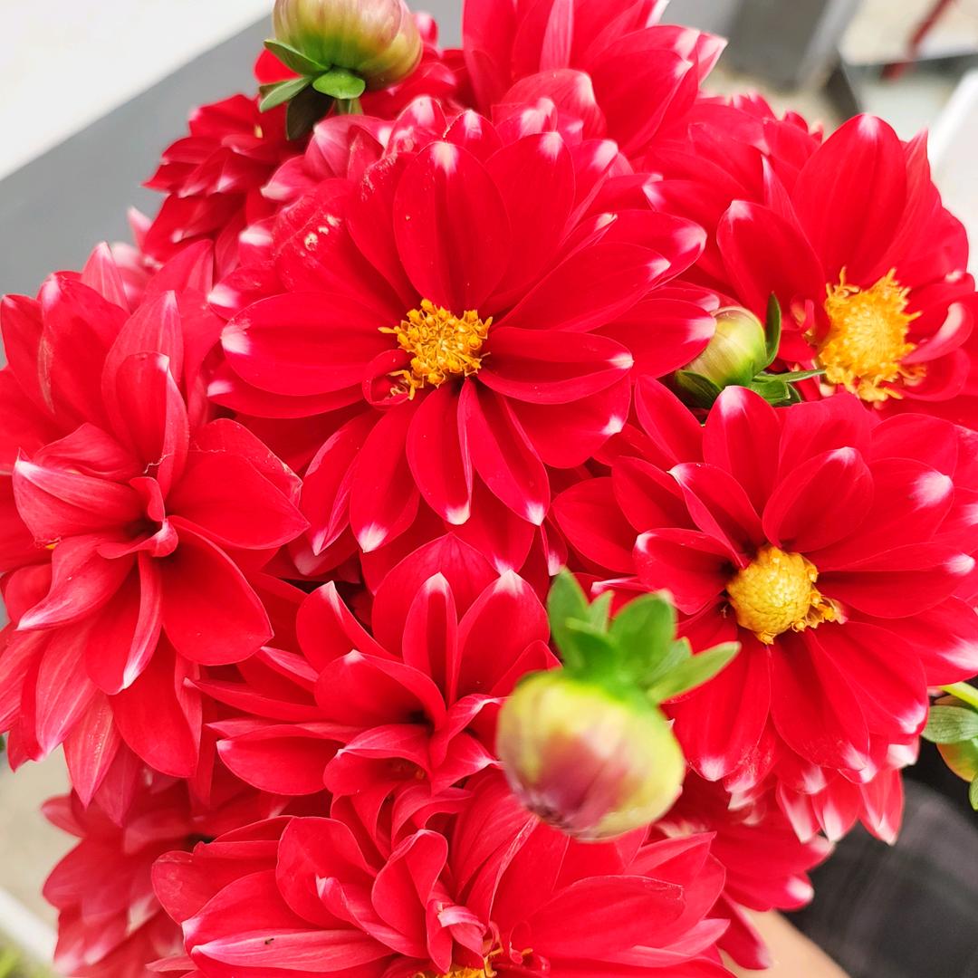 花花草草如仙界