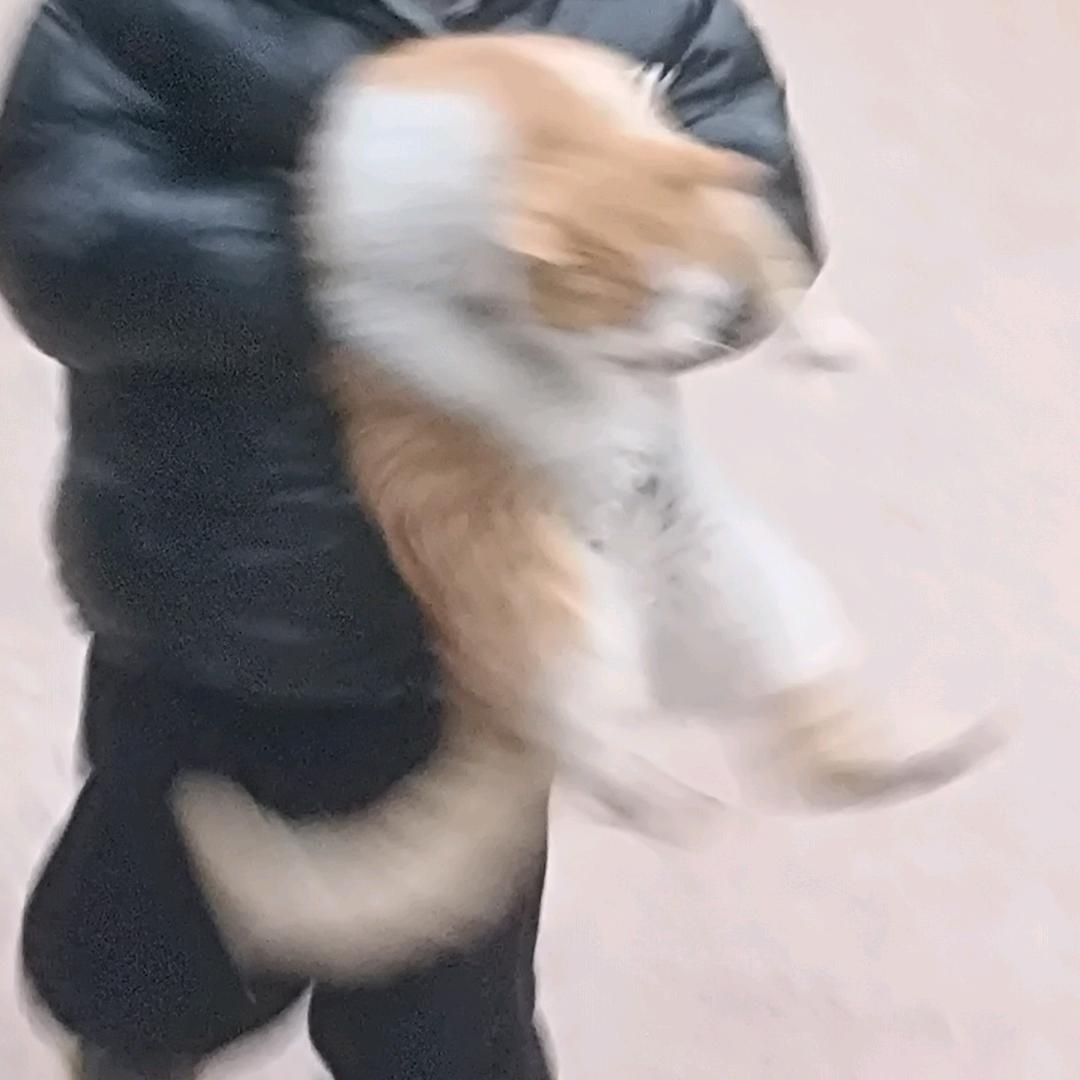 猫太咸了（见过Novo版）