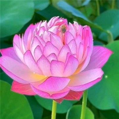 东北虎