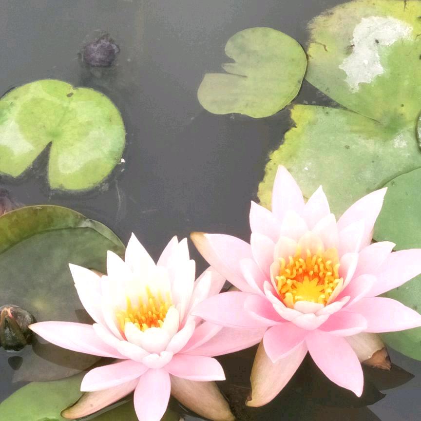 💜一切安好
