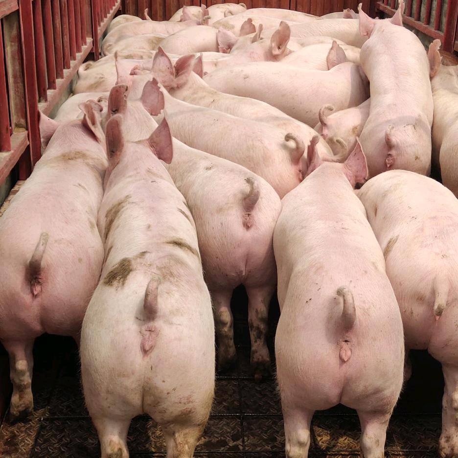 封丘县合泉牧业