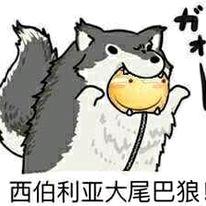 西伯利亚大尾巴狼，